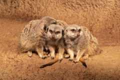 Menage-a-Meerkat