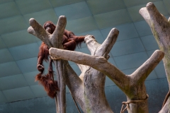 Orangutan Oversight